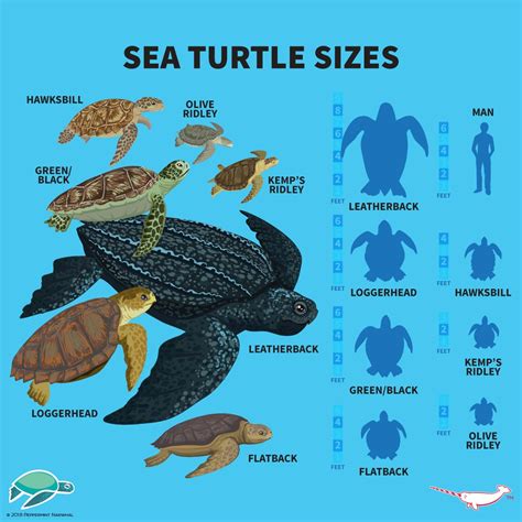 A Comparison Of Sea Turtle Sizes