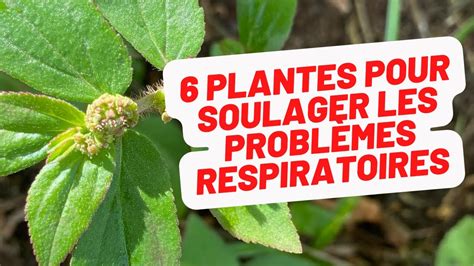 6 plantes du jardin créole pour les problèmes respiratoires et la brume