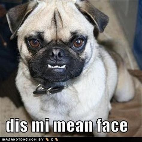 Funny Pug Dog Pictures - 35 Pics | Funny pug pictures, Pug dog pictures ...