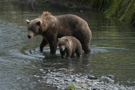 Springtime on Kodiak