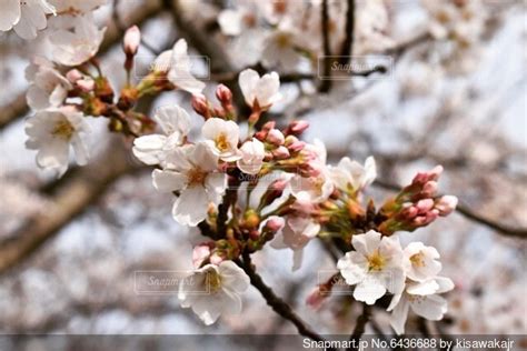 桜のクローズアップの写真・画像素材 6436688 Snapmart（スナップマート）