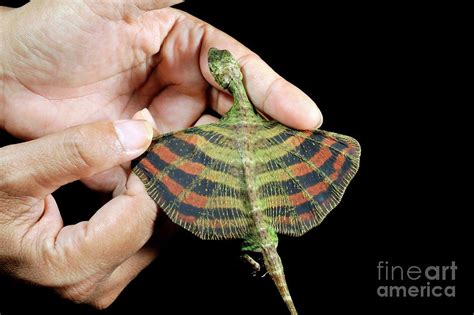 Draco Flying Lizard Photograph By Robbie Shonescience Photo Library