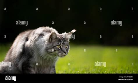 Curious Silver Tabby Maine Coon Cat Outdoors In Sunny Back Yard Looking