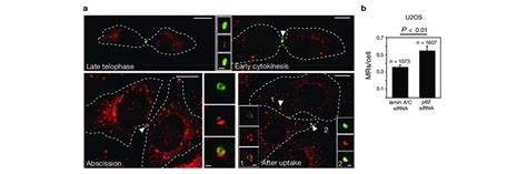 The Ubiquitin Adaptor Protein P62 Acts As An Auxiliary Factor In MR