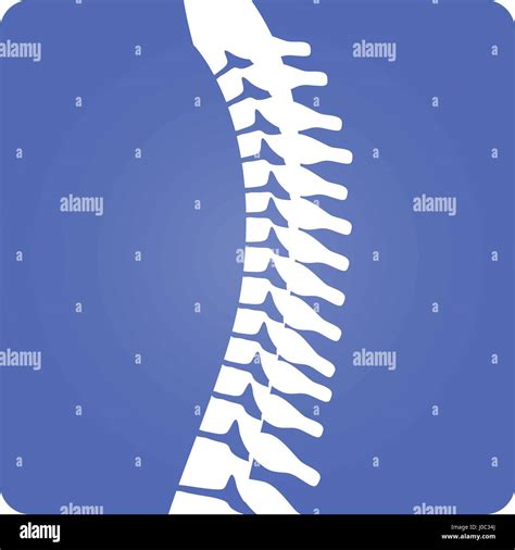 D Vector Spinal Column Musculoskeletal Image W Rounded Rectangle On