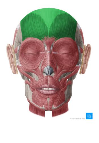 cranial muscles Flashcards | Quizlet