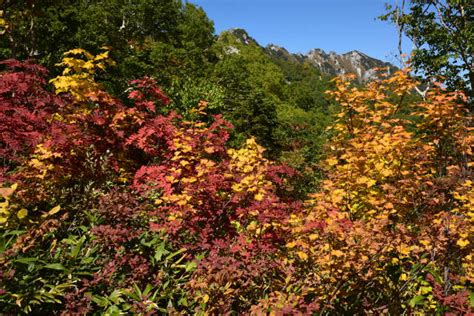 紅葉が進んでいます 北アルプス表銀座 燕岳（つばくろだけ）の山小屋 燕山荘グループ