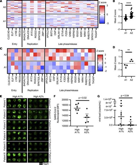 JCI Insight Interferon Dependent Signaling Is Critical For Viral