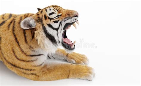 Tiger Roaring Isolated on White Stock Photo - Image of dangerous ...