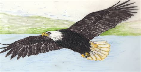 Bald Eagle Flying Drawing at GetDrawings | Free download