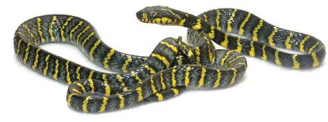 Mangrove Snake Gold Ringed Cat Snake Boiga Dendrophila Divergens