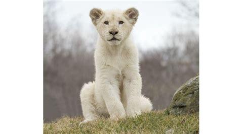 12 baby zoo animals that'll make you go awwww - Today's Parent