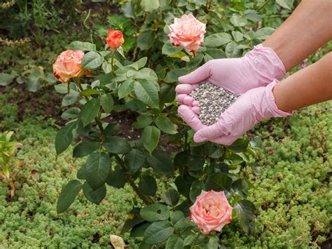 Homemade Rose Fertilizer My Bios