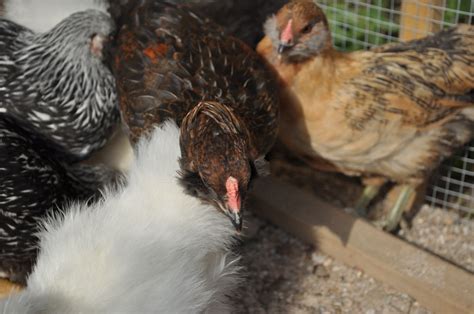 6 Week Old Easter Egger Pullet Or Rooster BackYard Chickens Learn