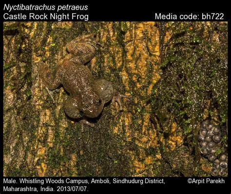 Nyctibatrachus Petraeus Das Kunte Castle Rock Night Frog