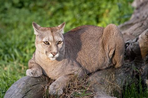 Heads Up! Your Wildlife Guide to the Andes Mountains | Chimu Adventures