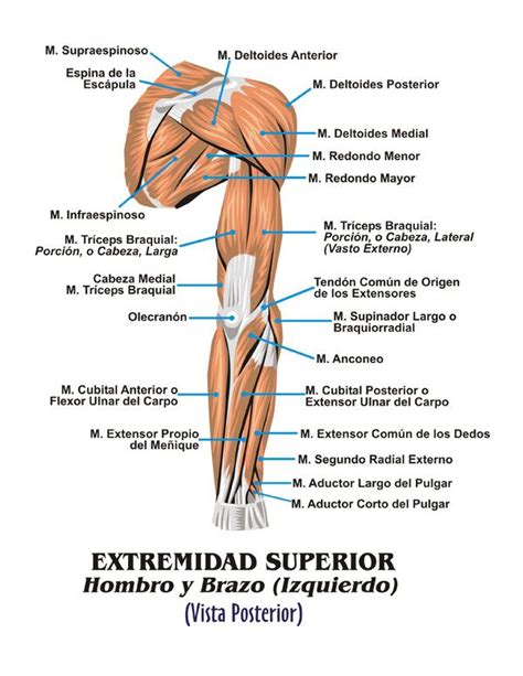 M Sculos Brazo Detras M Sculos Pinterest M Sculos M Sculo