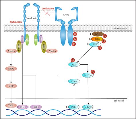 Figure 1 From Overview On New Progress Of Hereditary Diffuse Gastric Cancer With Cdh1 Variants