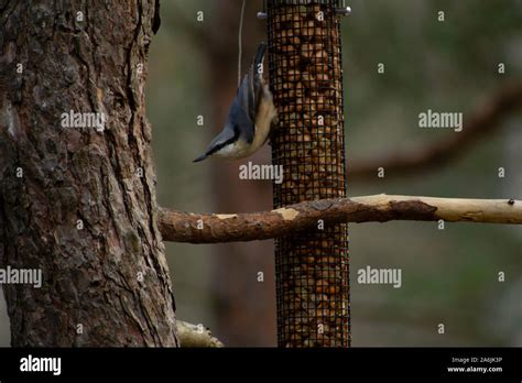 Nuthatch Standing Upside Down On A Bird Feeder And Looks The Opposite