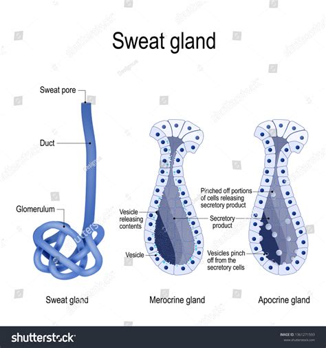 Sweat Gland Merocrine Apocrine Different Manner: ilustrações stock ...