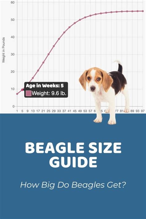 Interactive Beagle Growth Chart And Calculator Puppy Weight Calculator