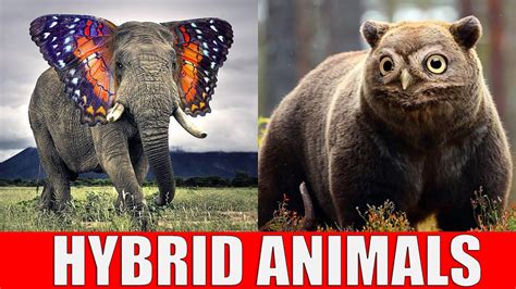 Animals That Don't Exist - Hybrid Animals - YouTube