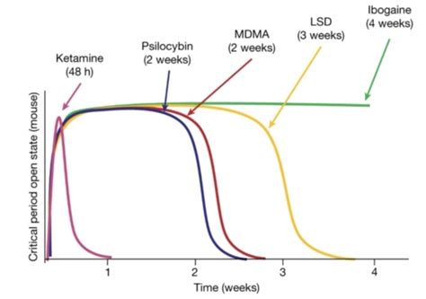 Psychedelics And Brain Development Psychedelics Reopen Critical Period