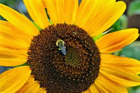 Pin By Cindy Lester Craig On Sunflowers Sunflower