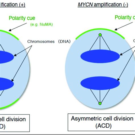 Detection Of Numa Based Asymmetric Cell Division In Human Neuroblastoma