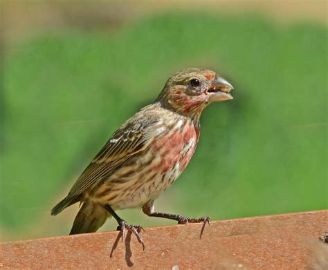 House Finch Male