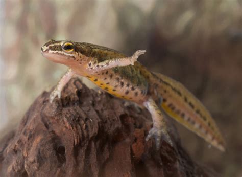 Palmate Newt Facts And Pictures