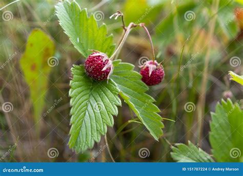 Wild Strawberry Berry Growing In Natural Environment Close Up Stock