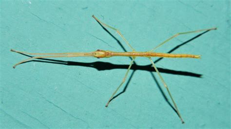 Baby Stick Insect Phasmid Nymph Anchiale Briareus Phasmati Flickr