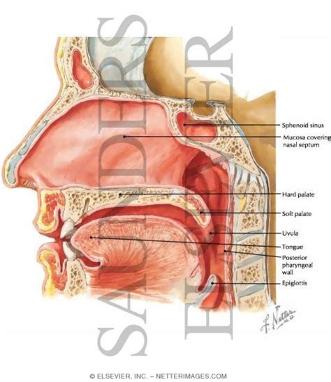 Anatomy Of The Hard Palate Anatomy Book