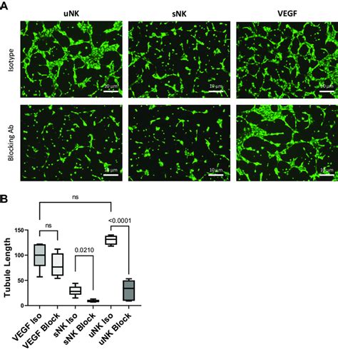 Uterine Natural Killer UNK Cells Use Ephrin B2 To Induce