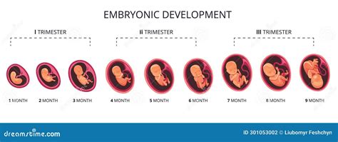 Embryo Month Stage Growth Fetal Development Vector Flat Infographic