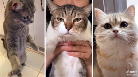 The Best Cat Videos 😹 ️️ This Will Make Your Day Youtube