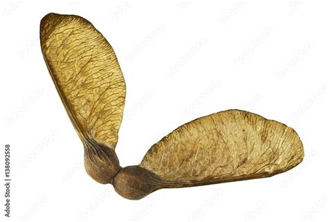 Sycamore Seed Isolated On A White Background Stock Foto Adobe Stock