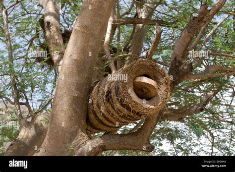 Traditional Beehive In A Tree Yabello Ethiopia Africa Stock Photo Alamy