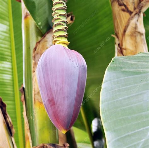 Banana Musa Sikkimensis Red Tiger Stock Image C