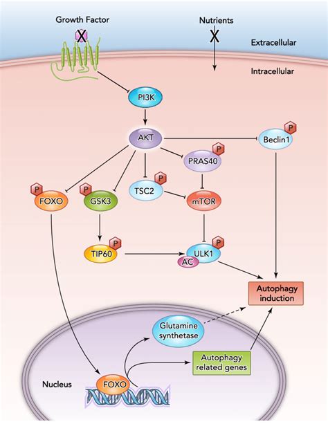 Signaling Network Of Growth Factor Restriction Induced Autophagy The