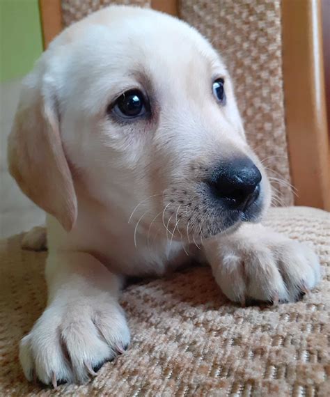 Labrador Retriever Piekny Szczeniak Gotowy Do Odbioru Zaszczepiony