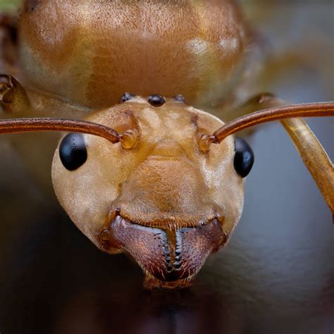 Ant Close Up Stock Photos Pictures And Royalty Free Images Istock