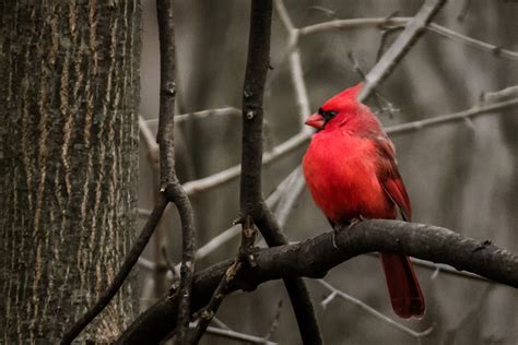 Red Cardinal bird on tree twig HD wallpaper | Wallpaper Flare