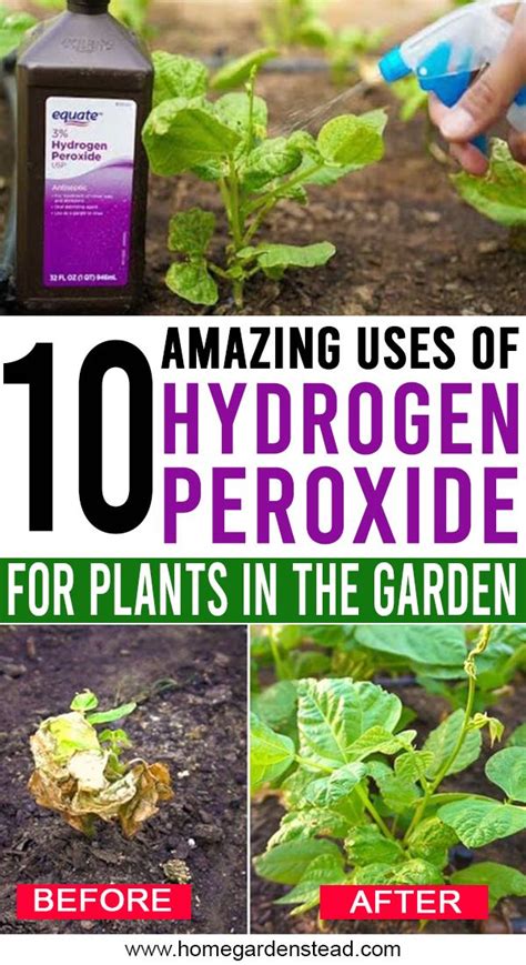 Amazing Uses Of Hydrogen Peroxide For Plants In The Garden In