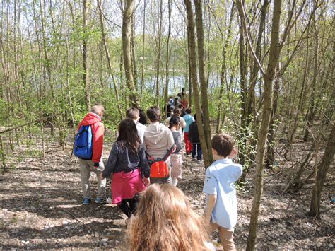 Réintroduction de nos saumons dans le Rhin Ecole élémentaire Exen