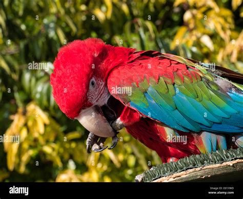 Macaw in a zoo Stock Photo - Alamy