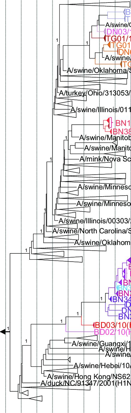 Maximum Clade Credibility Phylogenetic Tree Of Pb Genes Of