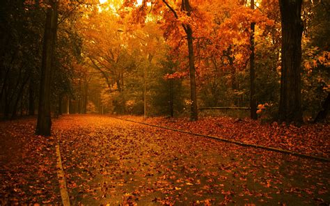 Evening In The Autumn Forest Wallpapers And Images Wallpapers Pictures Photos