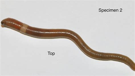 Gardeners Asked To Be Vigilant This Spring For Invasive Jumping Worms Purdue University News